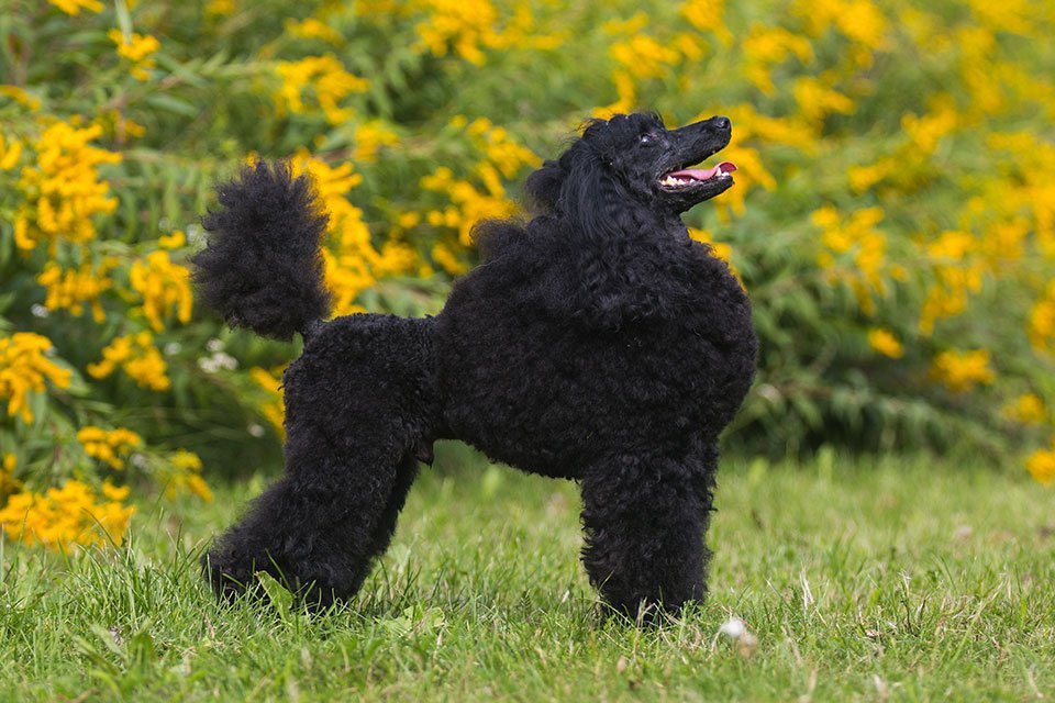 How to Care for Moyen Poodle