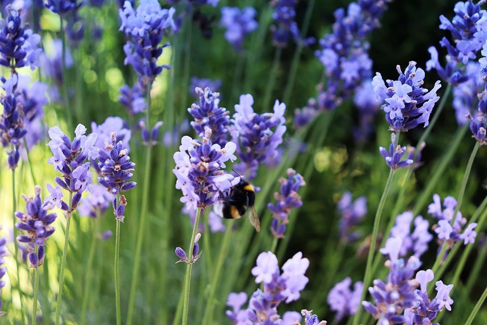 Lavender Essential oils 