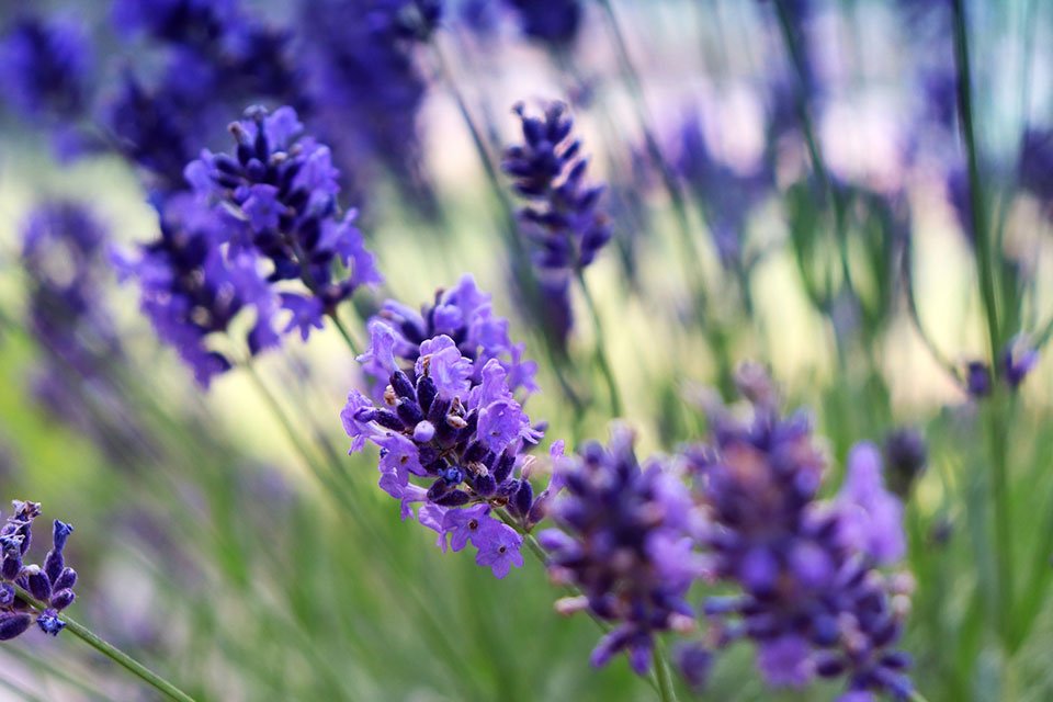 Lavender oil