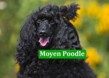 Moyen Poodle