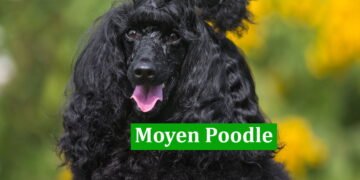 Moyen Poodle