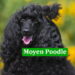 Moyen Poodle