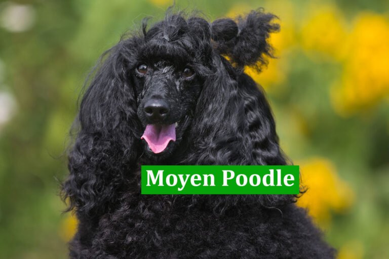 Moyen Poodle