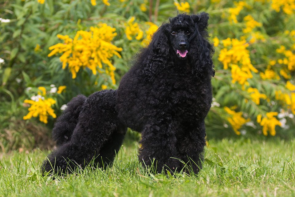 Poodle Feeding Combination