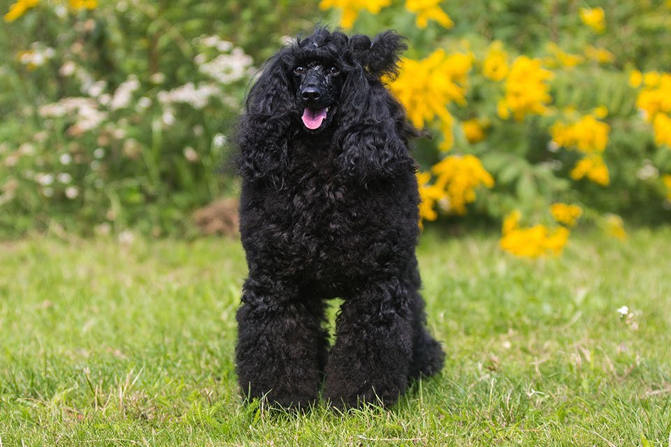 Top 15 Best Food For Moyen Poodle