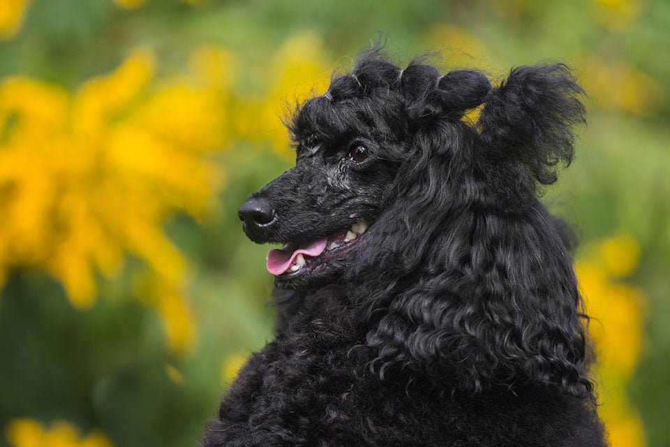 What is a Moyen Poodle