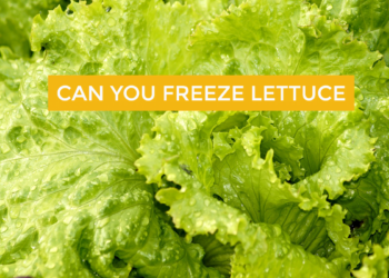 Can you freeze lettuce