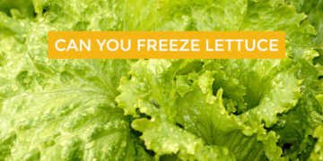 Can you freeze lettuce