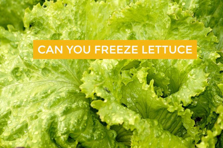 Can you freeze lettuce