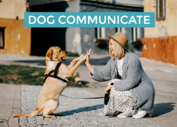 Dog Communicate