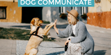 Dog Communicate