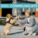 Dog Communicate