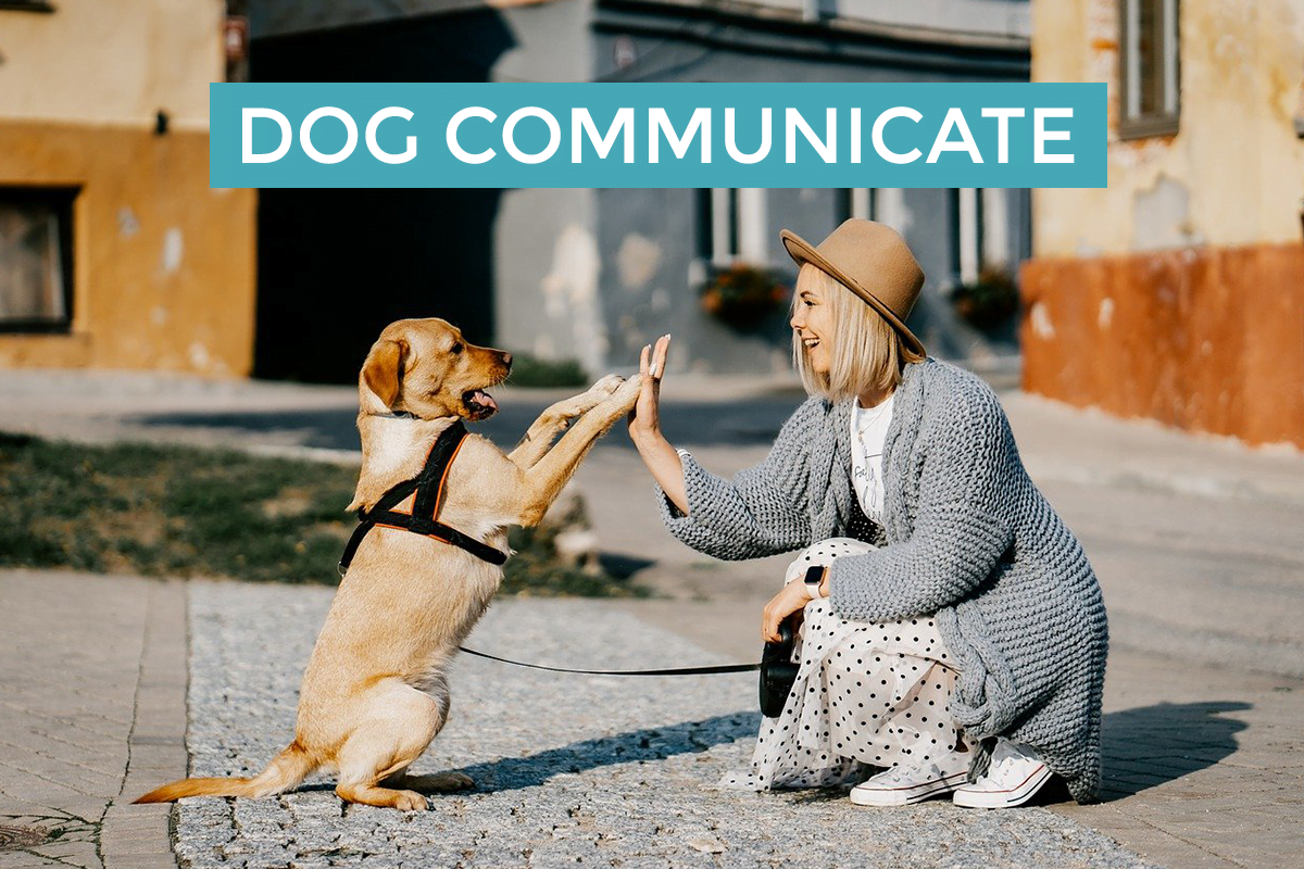 Tips to Learn on How Your Dog Communicate With You