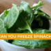 can you freeze spinach