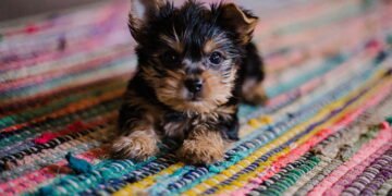 Surprising First Year Puppy Costs