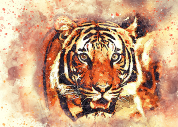 Top 05 sites to know my Spirit Animal