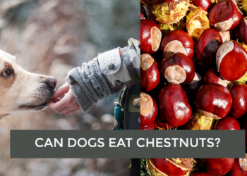 Can Dogs Eat Chestnuts
