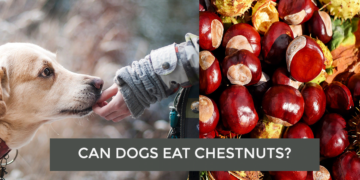Can Dogs Eat Chestnuts
