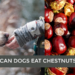 Can Dogs Eat Chestnuts