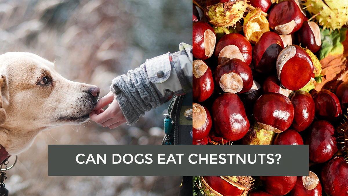 Can Dogs Eat Chestnuts? Is it Healthy to My Dog