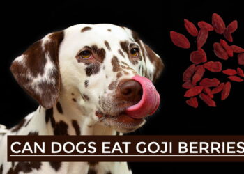 Can Dogs Eat Goji Berries