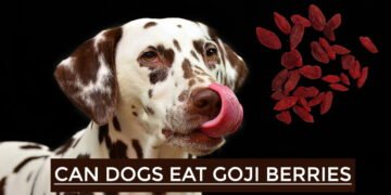 Can Dogs Eat Goji Berries