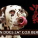 Can Dogs Eat Goji Berries