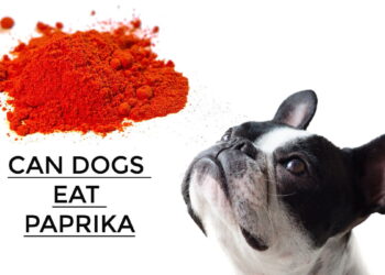 Can Dogs Eat Paprika