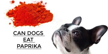 Can Dogs Eat Paprika