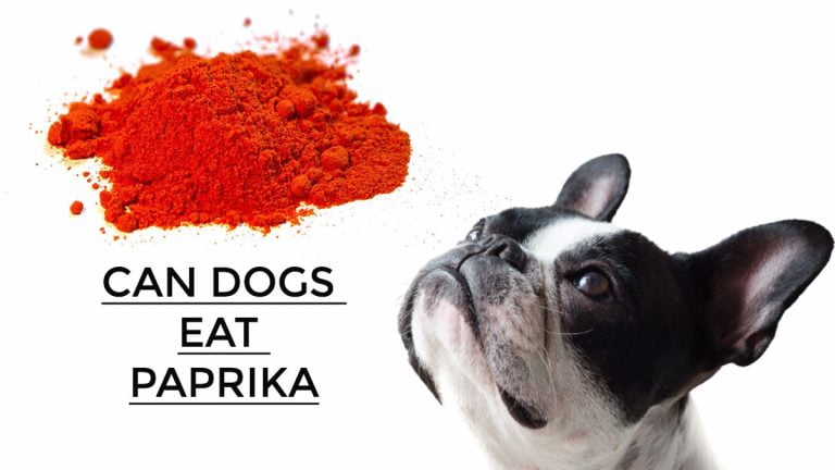 Can Dogs Eat Paprika