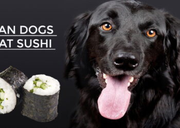 Can Dogs Eat Sushi