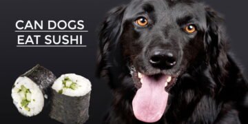 Can Dogs Eat Sushi