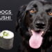 Can Dogs Eat Sushi