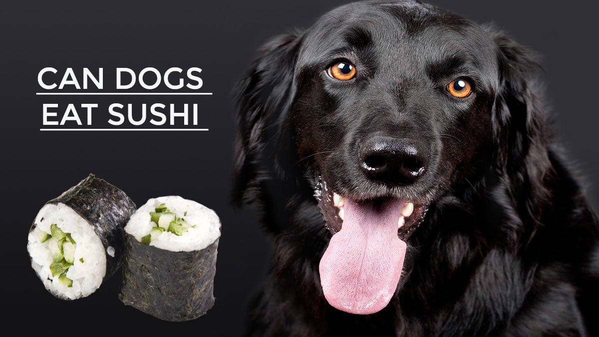 Can Dogs Eat Sushi – Full Answer and Another Amazing Facts