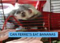 Can Ferrets Eat Bananas