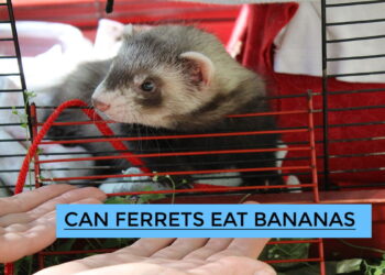 Can Ferrets Eat Bananas