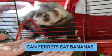 Can Ferrets Eat Bananas