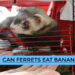 Can Ferrets Eat Bananas
