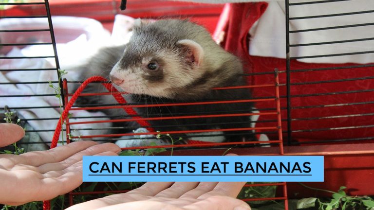 Can Ferrets Eat Bananas