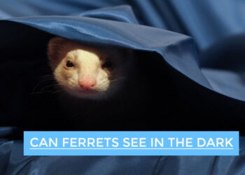 Can Ferrets See in the Dark