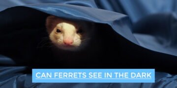 Can Ferrets See in the Dark