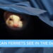 Can Ferrets See in the Dark