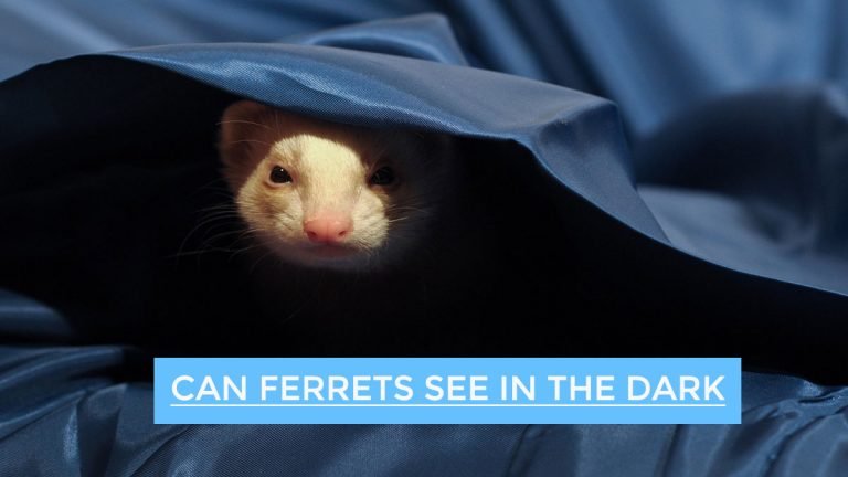Can Ferrets See in the Dark