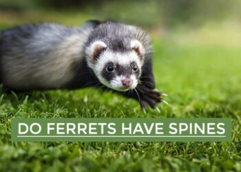 Do Ferrets Have Spines