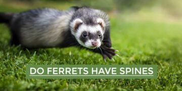 Do Ferrets Have Spines