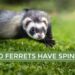 Do Ferrets Have Spines