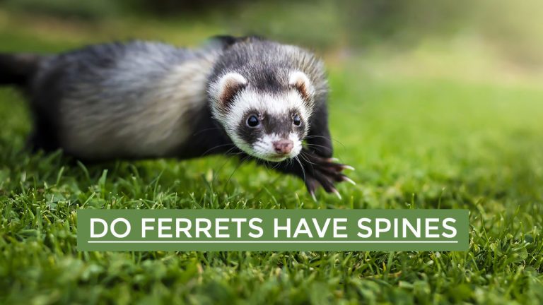 Do Ferrets Have Spines