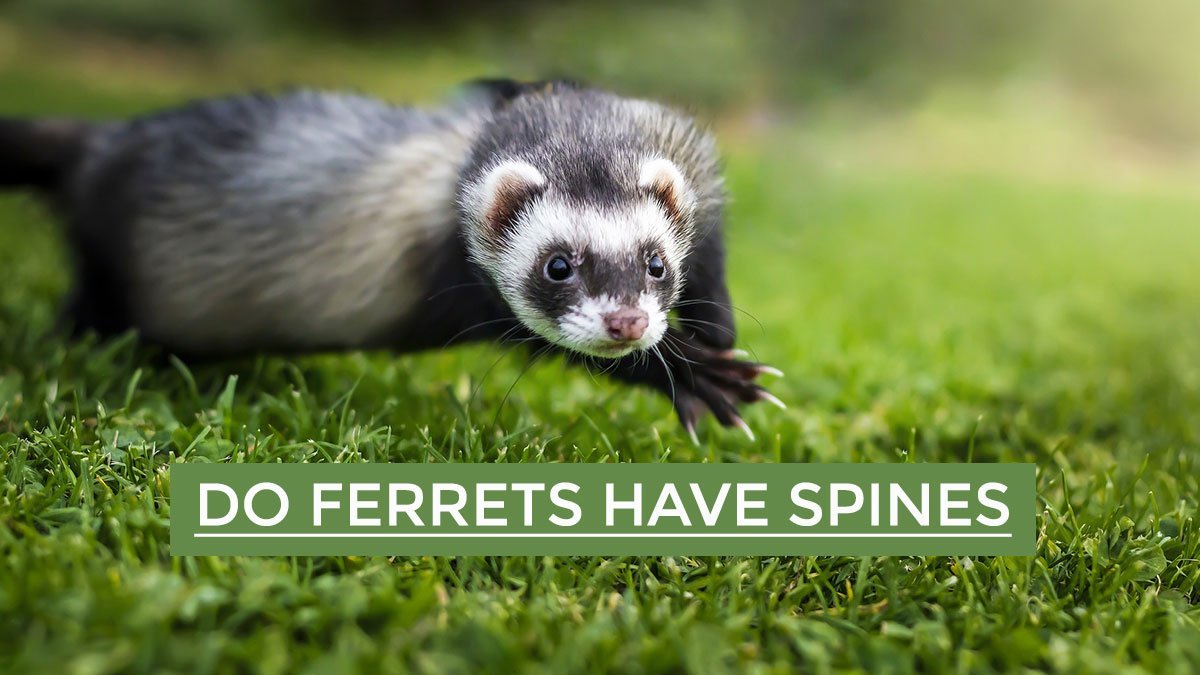 Do Ferrets Have Spines – Ferrets