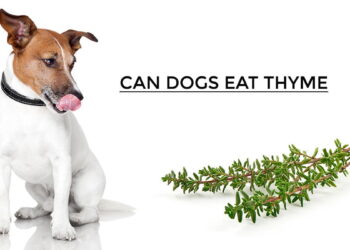 Can Dogs Eat Thyme