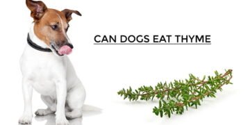 Can Dogs Eat Thyme